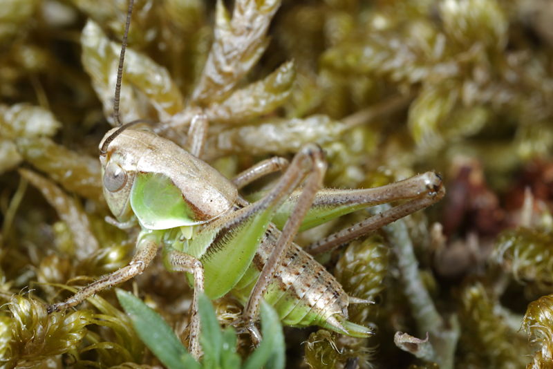 Duinsabelsprinkhaan, Platycleis albopunctata, juveniel ♀