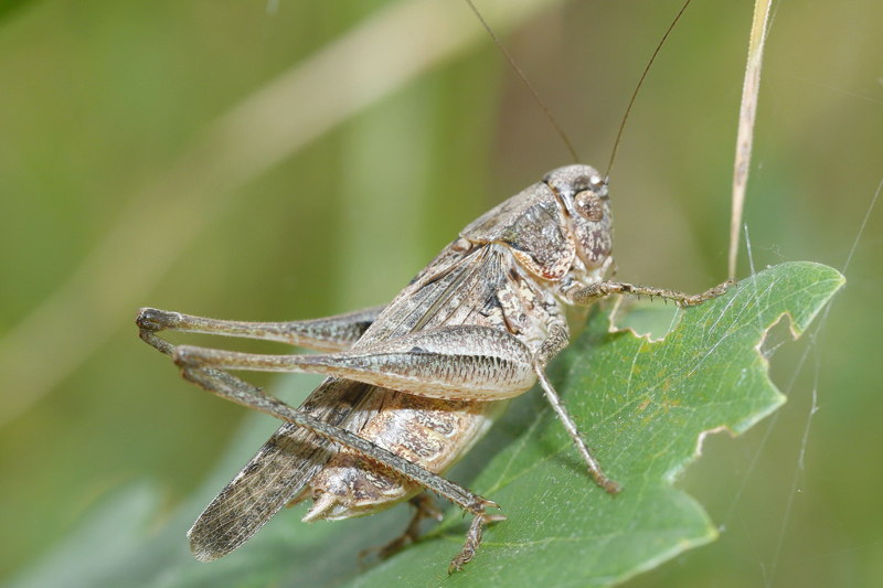 Oostelijke duinsabelsprinkhaan, Platycleis grisea &male (SK);