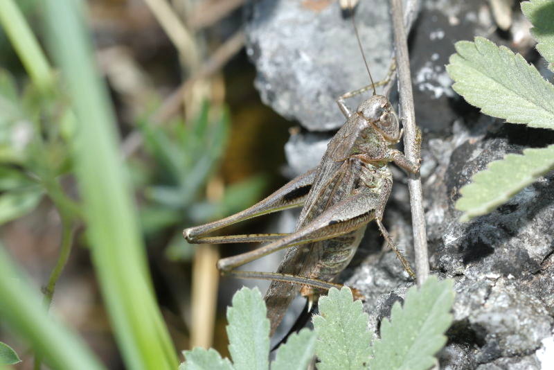 Oostelijke duinsabelsprinkhaan, Platycleis grisea &male; (SK)