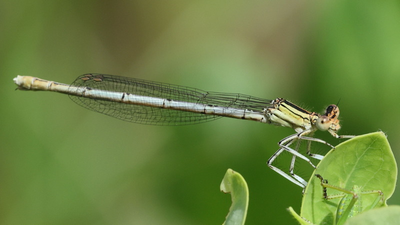 Witte breedscheen juffer, Platycnemis latipes &female;