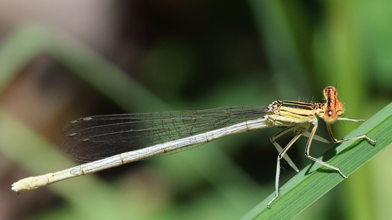 Witte breedscheen juffer, Platycnemis latipes &female;