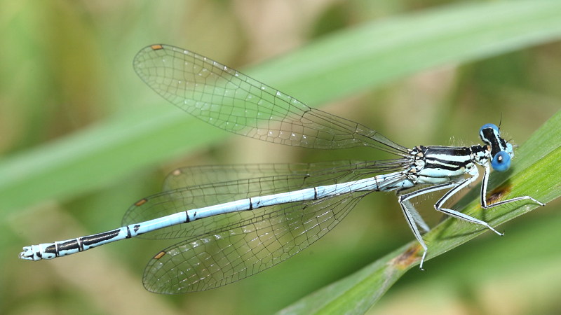 Breedscheen juffer, Platycnemis pennipes ♂