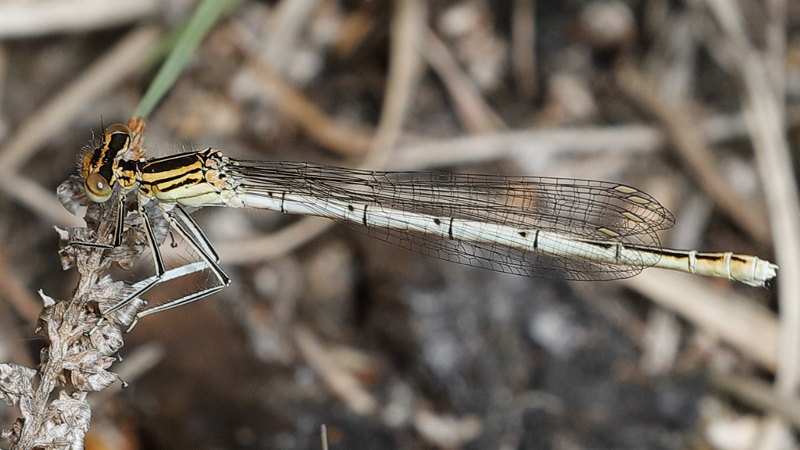 Breedscheen juffer, Platycnemis pennipes ♀
