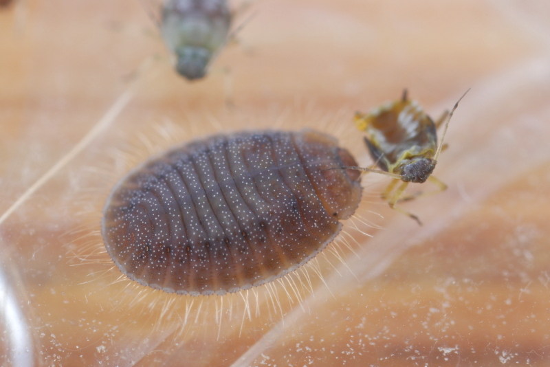 Behaard lieveheersbeestje, Platynaspis luteorubra, larve