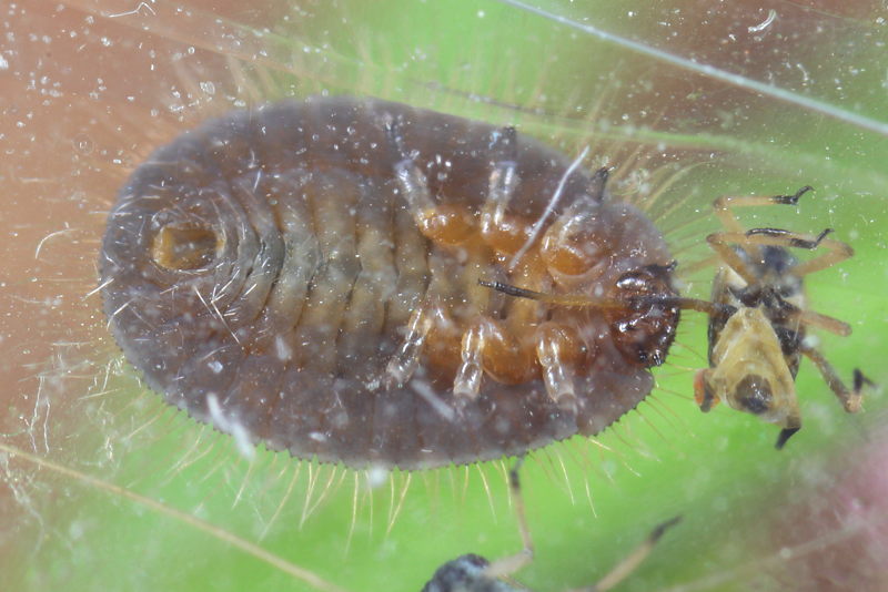 Behaard lieveheersbeestje, Platynaspis luteorubra, larve