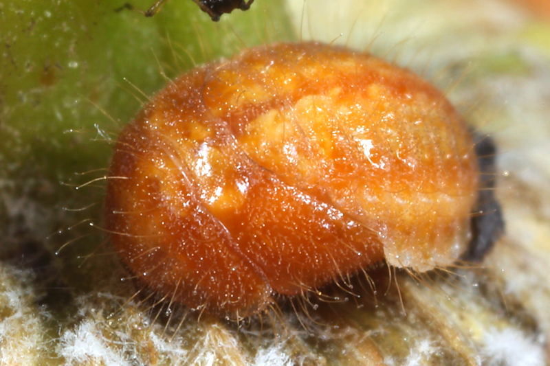 Behaard lieveheersbeestje, Platynaspis luteorubra, pop