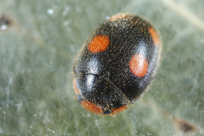Behaard lieveheersbeestje, Platynaspis luteorubra