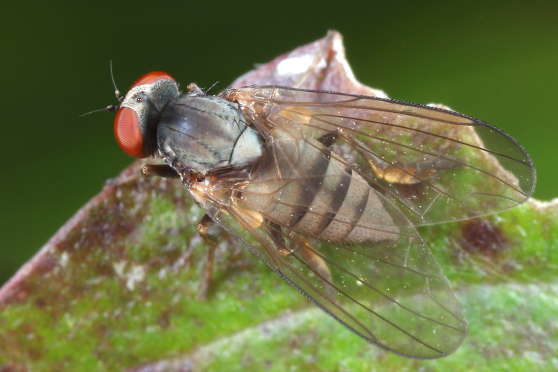 Grote bandbreedvoet, Platypeza consobrina ♀