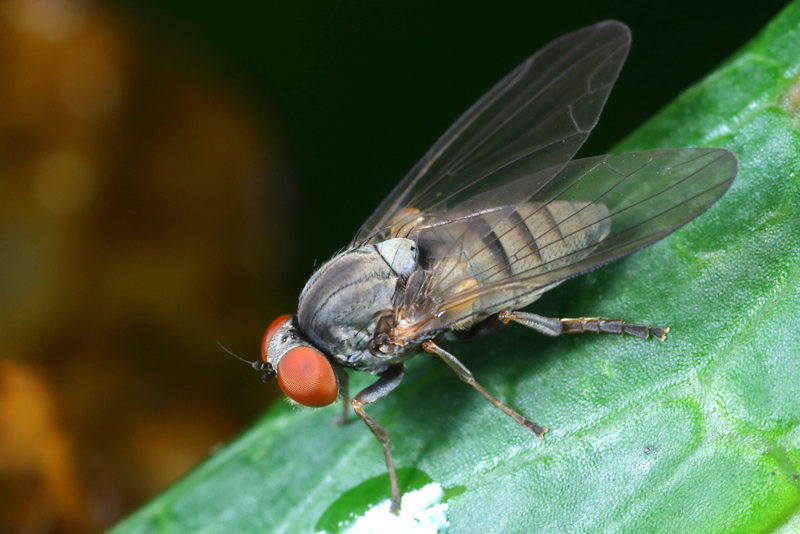 Grote bandbreedvoet, Platypeza consobrina ♀