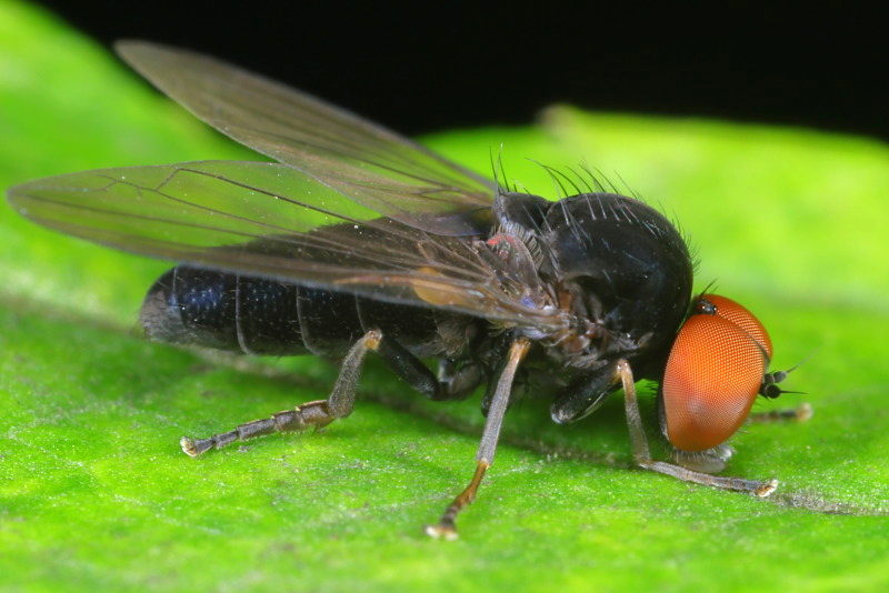 Grote bandbreedvoet, Platypeza consobrina ♂