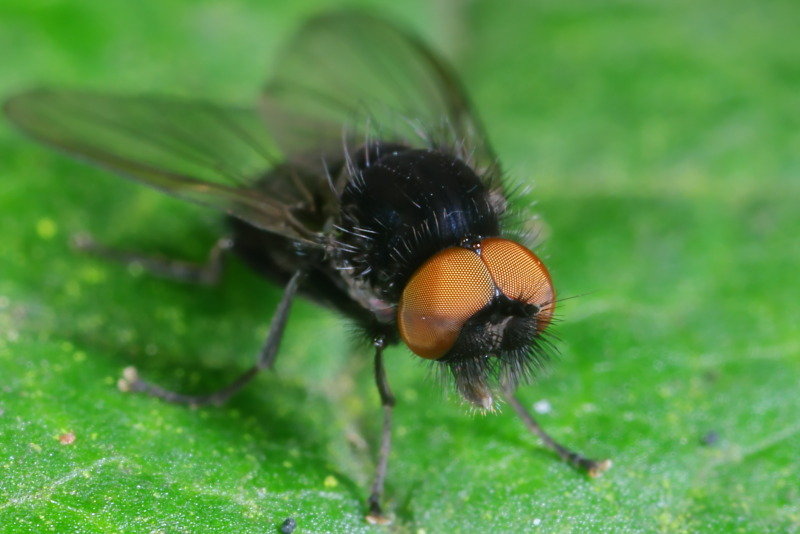 Baardige bandbreedvoet, Platypeza hirticeps ♂