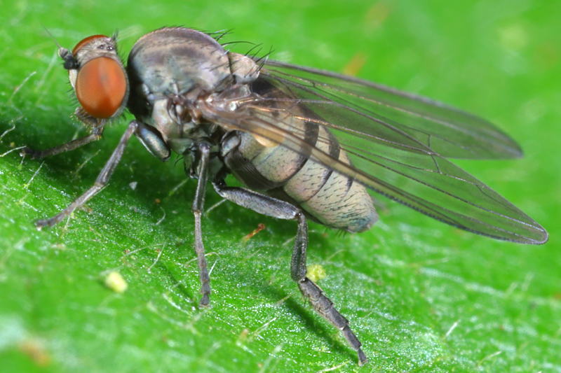 Baardige bandbreedvoet, Platypeza hirticeps ♀
