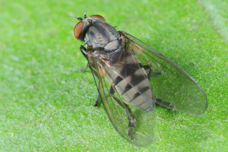 Baardige bandbreedvoet, Platypeza hirticeps ♀