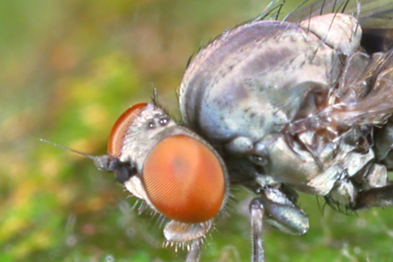 Baardige bandbreedvoet, Platypeza hirticeps ♀