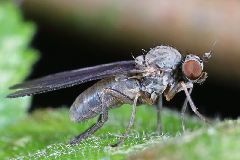 Sombere breedvoet, Platypezina connexa ♀
