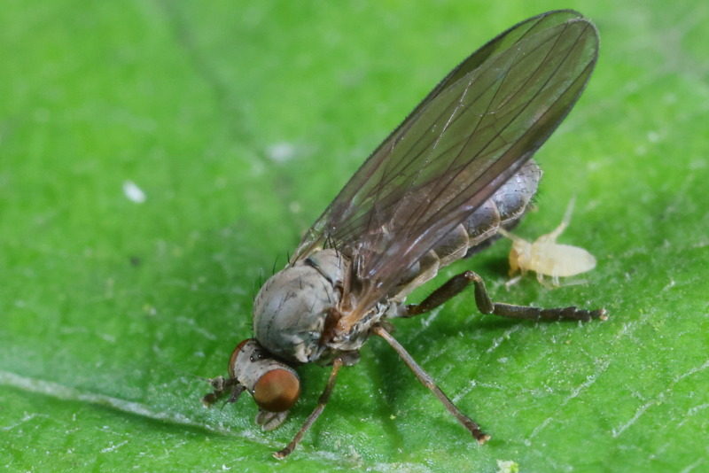 Sombere breedvoet, Platypezina connexa ♀