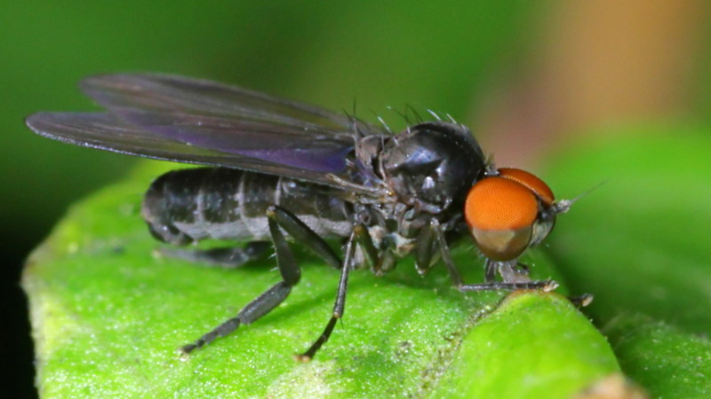 Sombere breedvoet, Platypezina connexa ♂