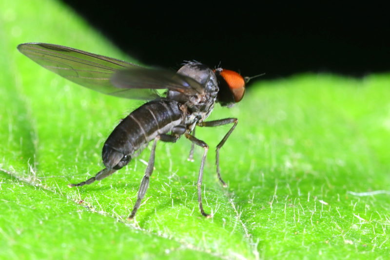 Sombere breedvoet, Platypezina connexa ♂