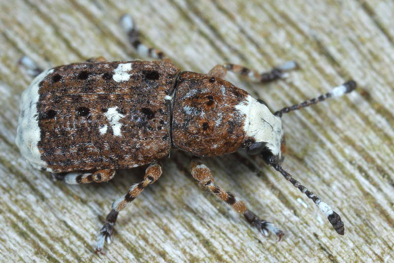 Grootkopsnuittor vrouw, Platystomos albinus