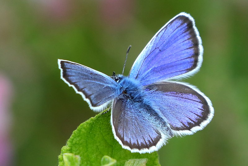 Heideblauwtje, Plebejus argus ♂ (NL)