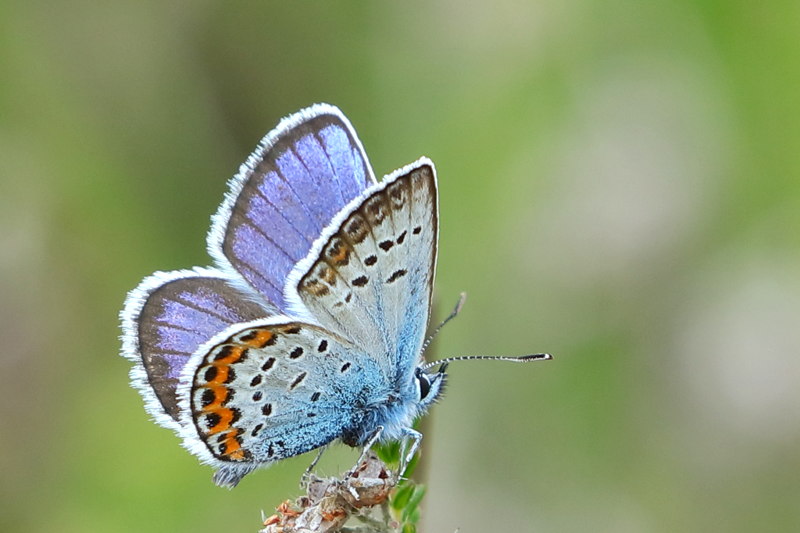 Heideblauwtje, Plebejus argus ♂ (NL)