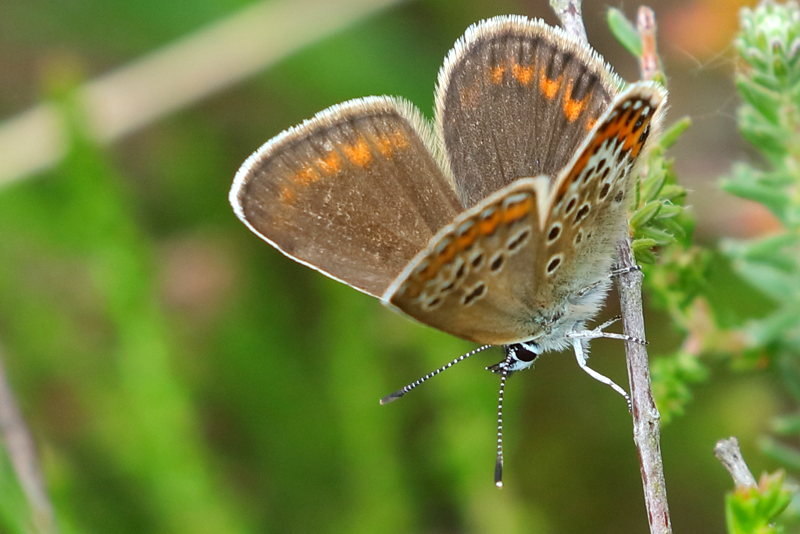 Heideblauwtje, Plebejus argus ♀ (NL)