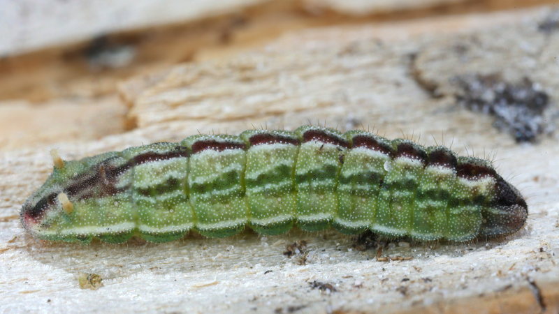 Heideblauwtje, Plebejus argus, rups (NL)