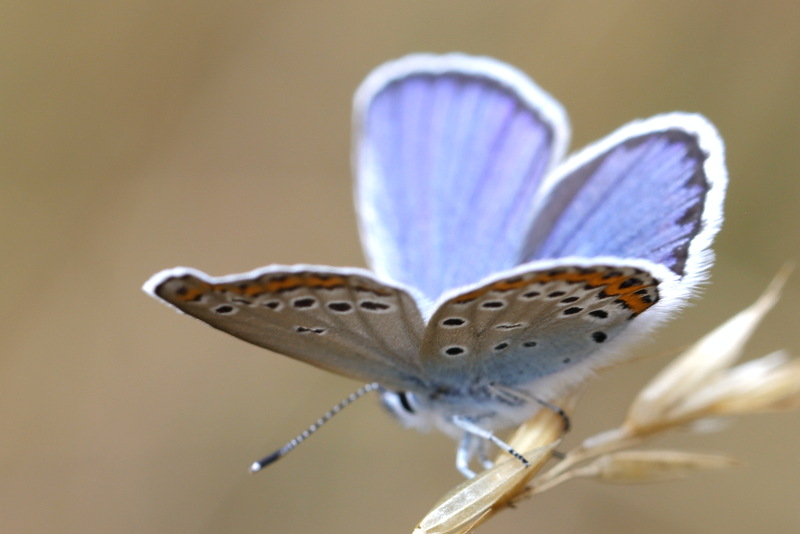 Kroonkruidblauwtje, Plebejus argyrognomon (SK)