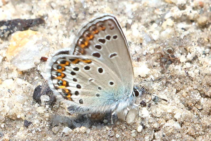 Vals heideblauwtje, Plebejus idas (SK)