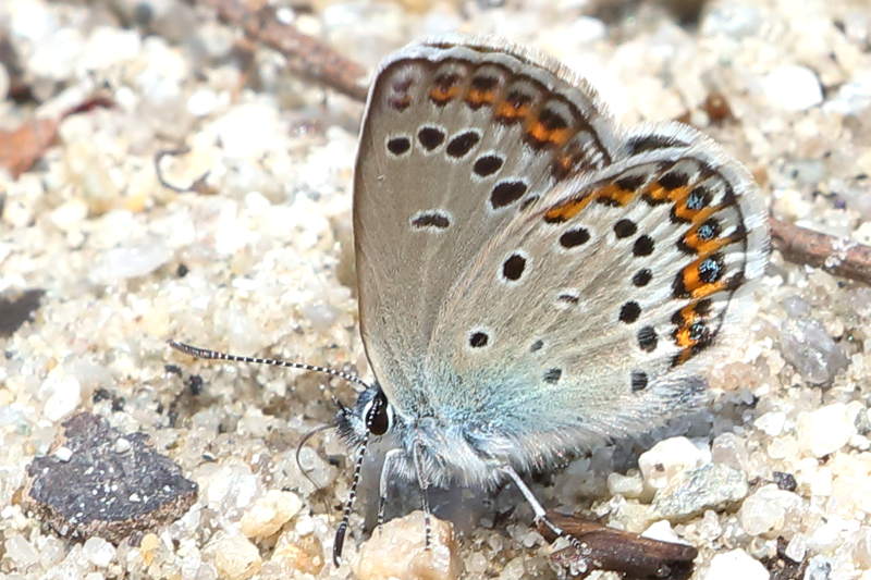 Vals heideblauwtje, Plebejus idas (SK)