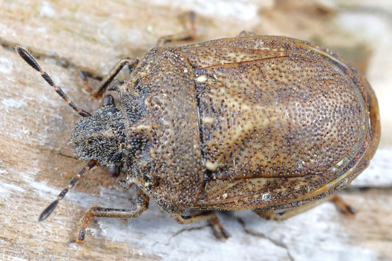 Podops inuncta, Haakjesschildwants