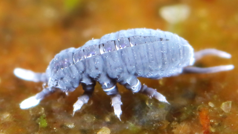 Lepidocyrtus violaceus, vervellen