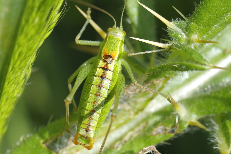 Bulgaarse bontsabel, Poecilimon brunneri &male;