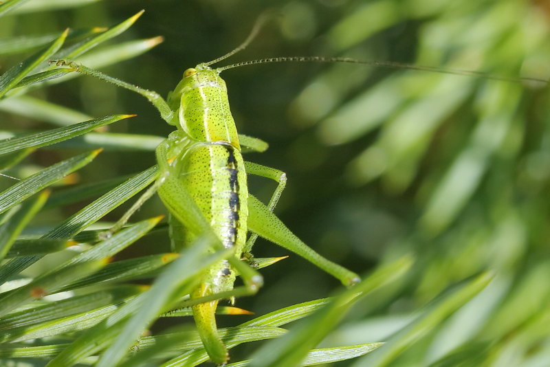 Bulgaarse bontsabel, Poecilimon brunneri &female;