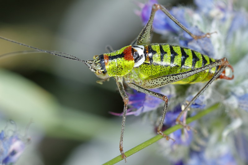 Dikbuikbontsabel, Poecilimon thoracicus &male; (BG)