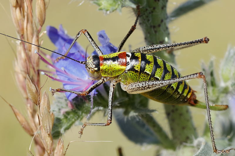 Dikbuikbontsabel, Poecilimon thoracicus &female; (BG)