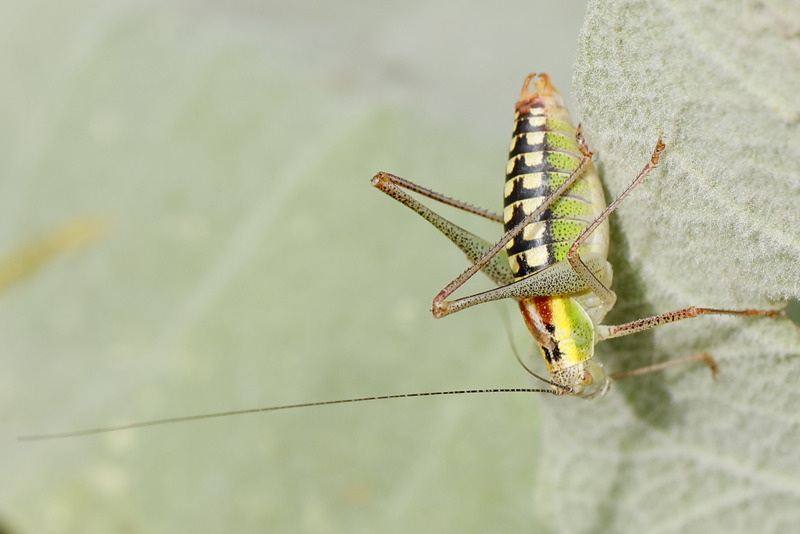 Poecilimon zwicki &male; (BG)