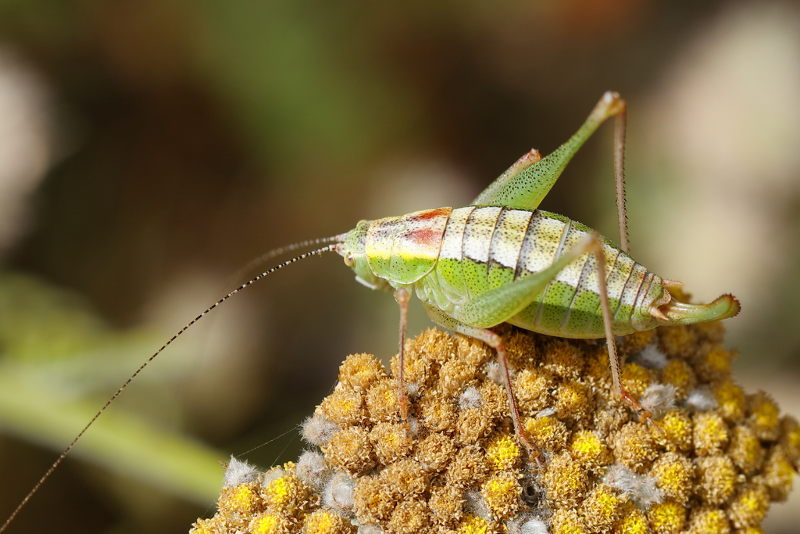 Poecilimon zwicki &male; (BG)