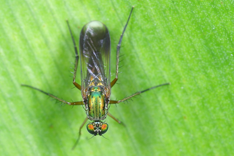 Poecilobothrus nobilitatus ♂