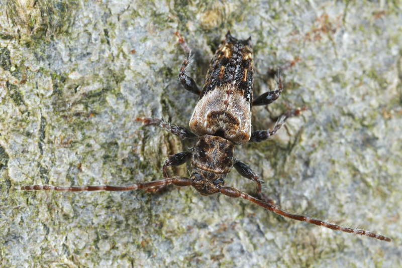 Gewone borstelboktor, Pogonocherus hispidus