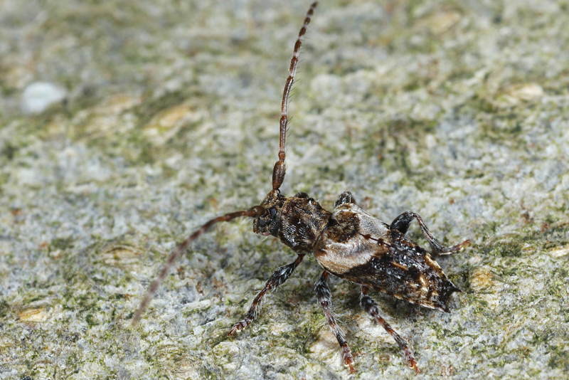 Gewone borstelboktor, Pogonocherus hispidus