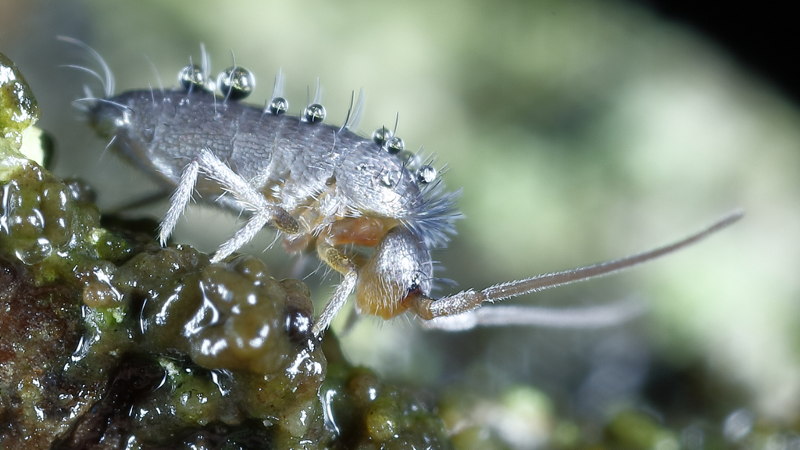 Pogonognathellus flavescens