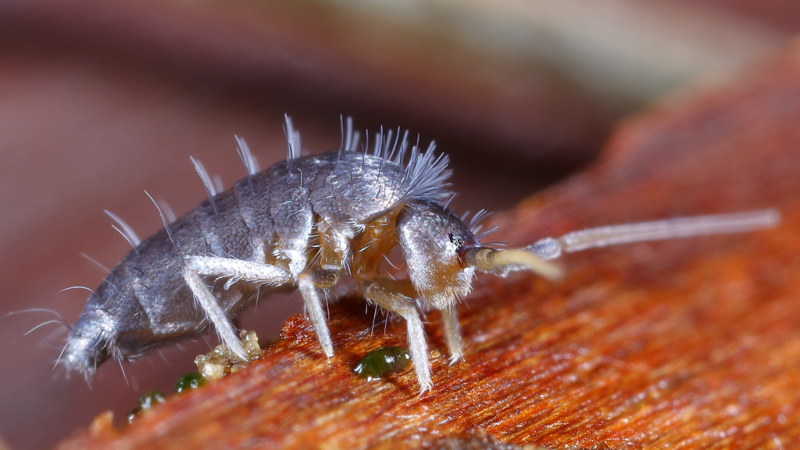 Pogonognathellus flavescens