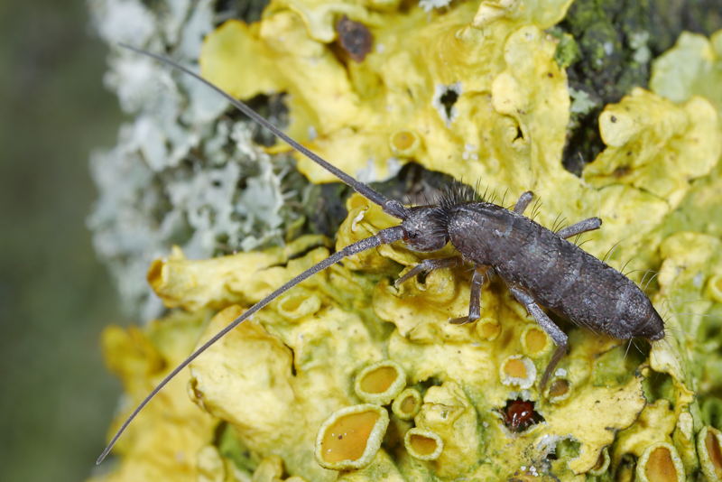 Pogonognathellus longicornis