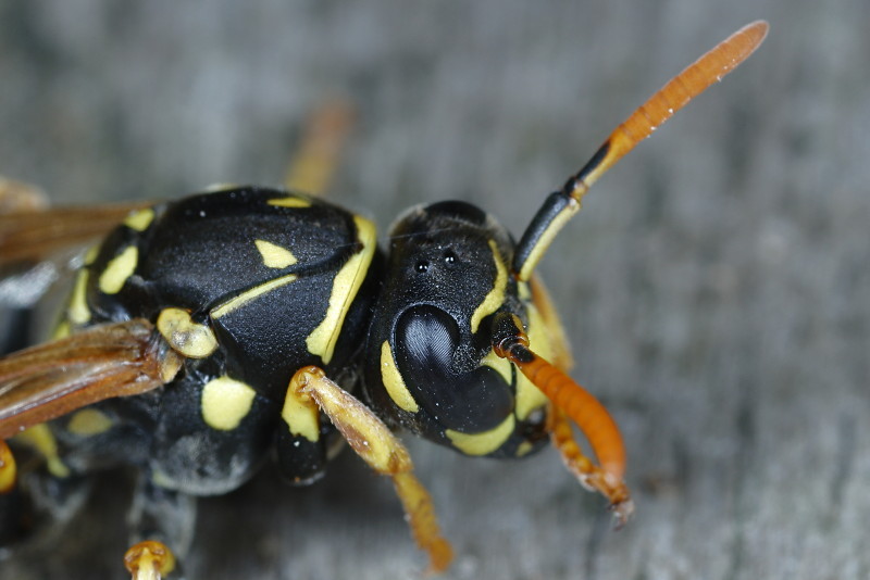 Franse veldwesp Polistes dominula