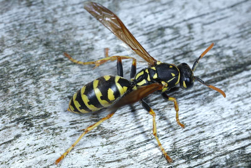 Franse veldwesp Polistes dominula