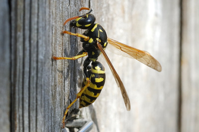 Franse veldwesp Polistes dominula