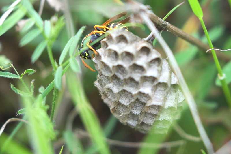 Franse veldwesp Polistes dominula, nest