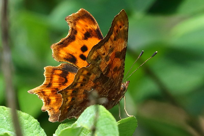 Gehakkelde aurelia, Polygonia c-album (NL)