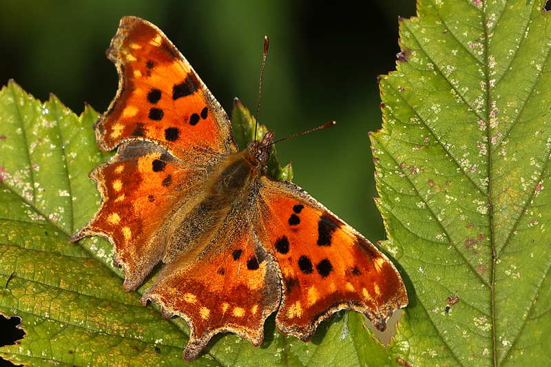 Gehakkelde aurelia, Polygonia c-album (NL)